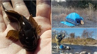小作堰・多摩川で釣り&でソロキャンプ、河原で食べるカジカは最高!!