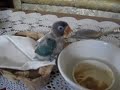 hand feeding baby lovebird