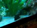 videos de Mein Malawi Becken 840 Liter