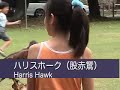 放鷹術実演会(20060917)二条城A demonstration of the Japanese falconry 二条城