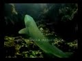 Sea Shepherd Galapagos Campaign - Solo depuês Shark Finning