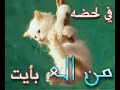 shayma shayeb