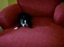 Boston Terrier-Jiggs with pine on his foog