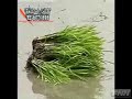 Rice paddy ad removal Rice paddy ad removal