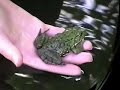 Five Steps to an Environmental Project/SaveTheSalamanders P2
