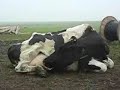 Kendi s�t�n� i�en inek | Cow drinking own milk