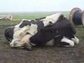 Kendi s�t�n� i�en inek   Cow drinking own milk