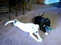 pit-bull-fights-dalmation.html