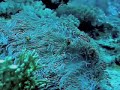 Green Island Taiwan Clown Fish Clip Green Island Taiwan Clown Fish Clip