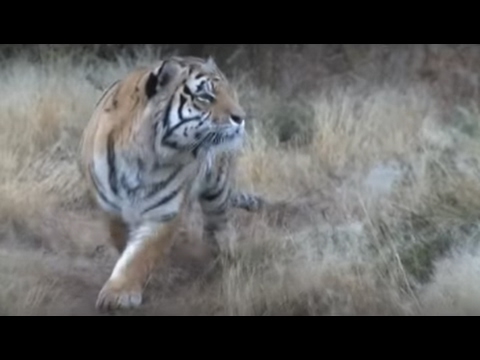 tiger male
