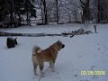 Akita Carmello!