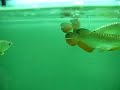 Arovillage Asian Arowanas Canada
