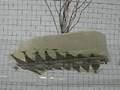 Electroactive Polymer Robotic Fish
