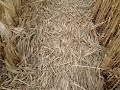 Cropcircle Barbury Castle experience Cropcircle Barbury Castle experience
