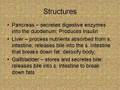 The Digestive System Structure and Function