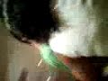 Tango Vani Ray III