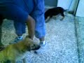 cepillando a lua y a dana