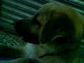 cepillando a lua y a dana