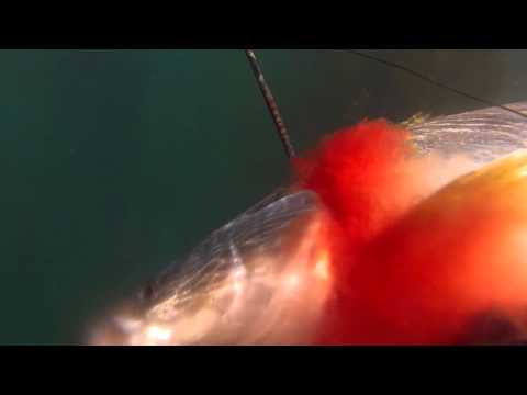 how to bleed kingfish