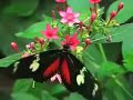Butterflies!