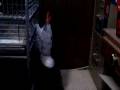 videos de The Great Escape - starring Gray :)