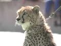 os mais veloz do mundo animal