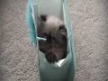 Cute Kitten Bag Fun Part 2