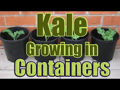 video-linktoworks-How to Grow Kale in Containers (Growing Kale in Pots...