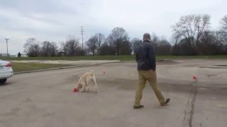 Advanced Scent Work with Molly the Labradoodle