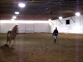 7 Year Old Haflinger Gelding Lunging - YouTube