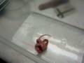 videos de Corn snake (Albino) named Abina - eating