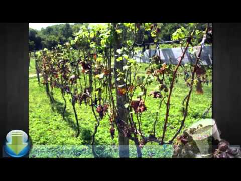 how to grow grapes in nm