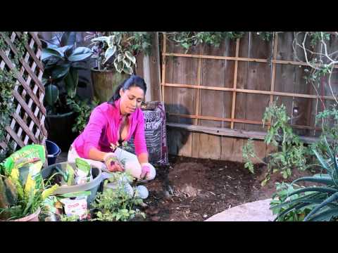 how to fertilize with bone meal