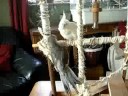 momentopname van Mika en Snowy op de tafel