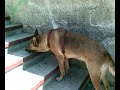 Golden Retriever (Rotten) y Nela (Pastor Aleman cruzado)