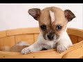 Chihuahua!!! Chihuahua!!!