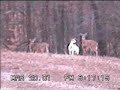 WHITE DEER - ACTION SHOTS RARE WHITE WILD WHITETAIL BUCK
