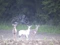 WHITE DEER - ACTION SHOTS RARE WHITE WILD WHITETAIL BUCK