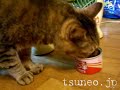 ハットしてツネオ123♪ tsuneo