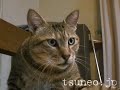 ハットしてツネオ123♪ tsuneo