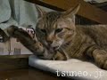 ハットしてツネオ123♪ tsuneo