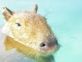 Caplin Rous and the Inner Tube Caplin Rous and the Inner Tube