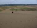 videos de 鳥取砂丘　Tottori   KOYSUSU