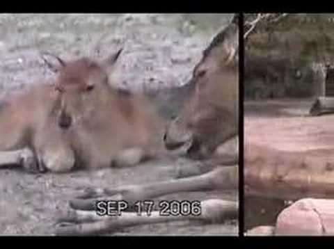 Pere' David's Deer
