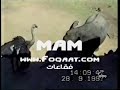 تتوقعون النعامة ماتت.@@!!