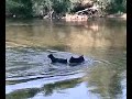 cane corso in nisava 2