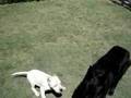 Dogo Argentino video