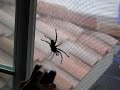 Hey big spider