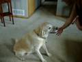 videos de Taffy Shaking Paws