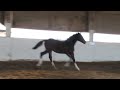 Ricochet--Super Fancy 2009 Oldenburg Filly by Rascalino FOR SALE